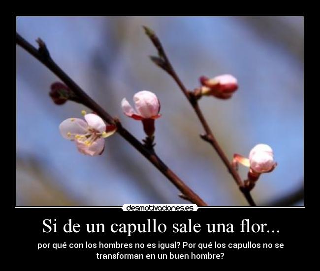 Si de un capullo sale una flor... - por qué con los hombres no es igual? Por qué los capullos no se
transforman en un buen hombre?