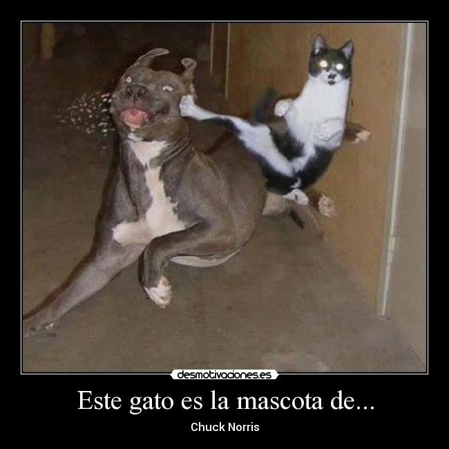 Este gato es la mascota de... - 