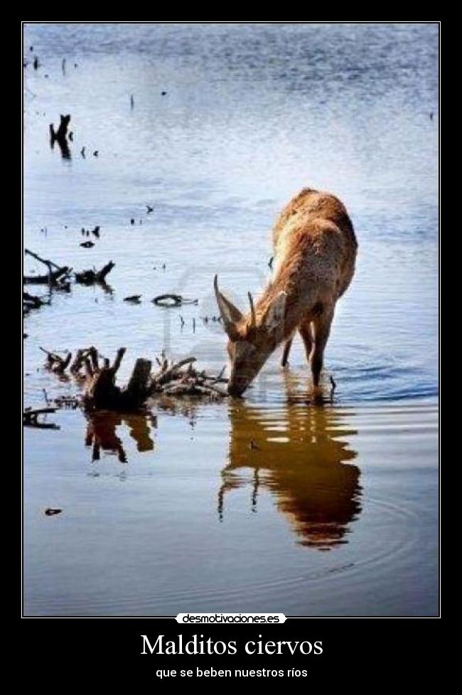 Malditos ciervos - 