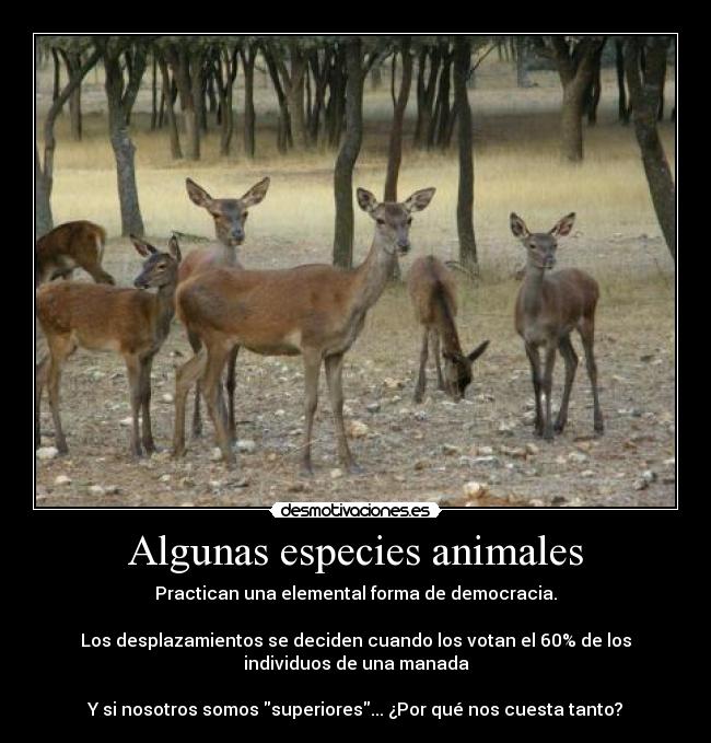 Algunas especies animales - Practican una elemental forma de democracia.

Los desplazamientos se deciden cuando los votan el 60% de los
individuos de una manada

Y si nosotros somos superiores... ¿Por qué nos cuesta tanto?