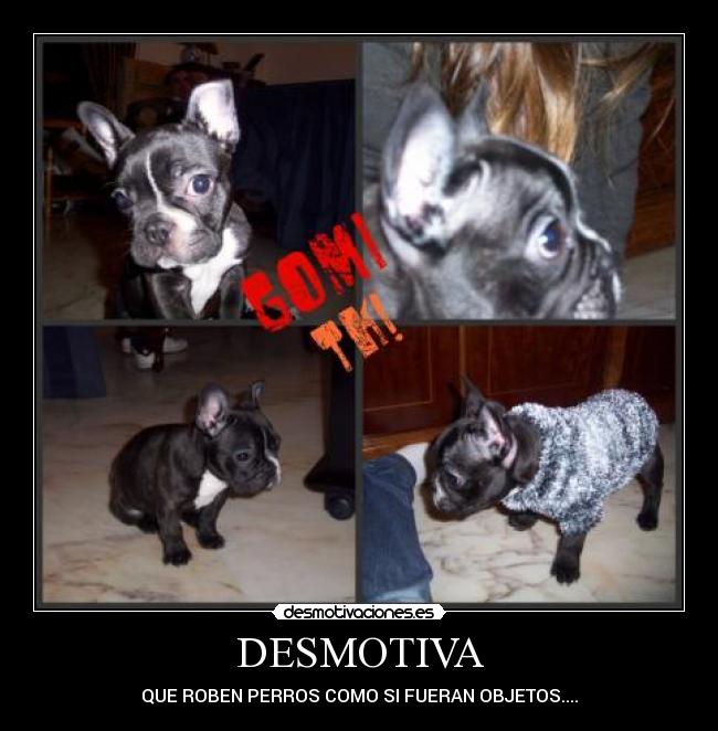 DESMOTIVA - QUE ROBEN PERROS COMO SI FUERAN OBJETOS....