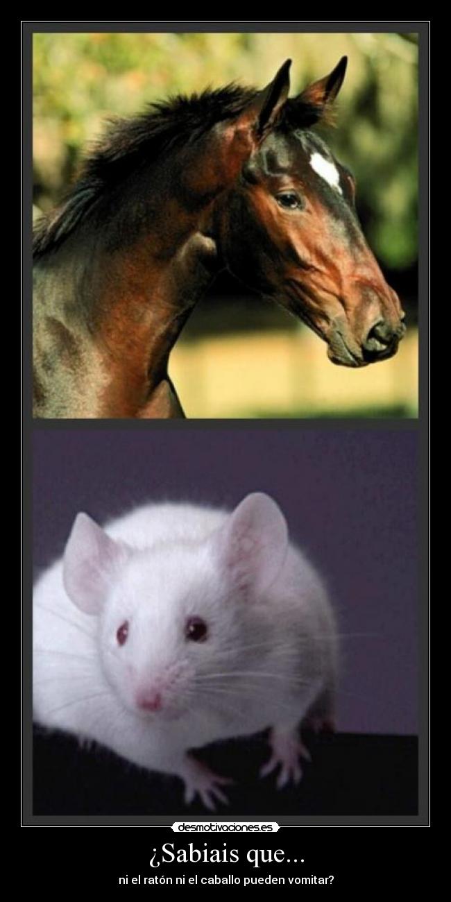 ¿Sabiais que... - ni el ratón ni el caballo pueden vomitar?