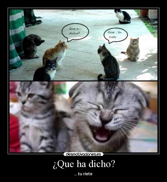 ¿Que ha dicho? - ... tu ríete