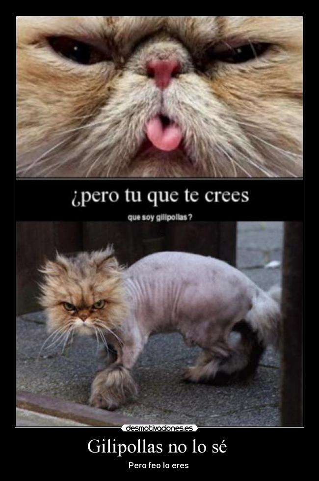 Gilipollas no lo sé -