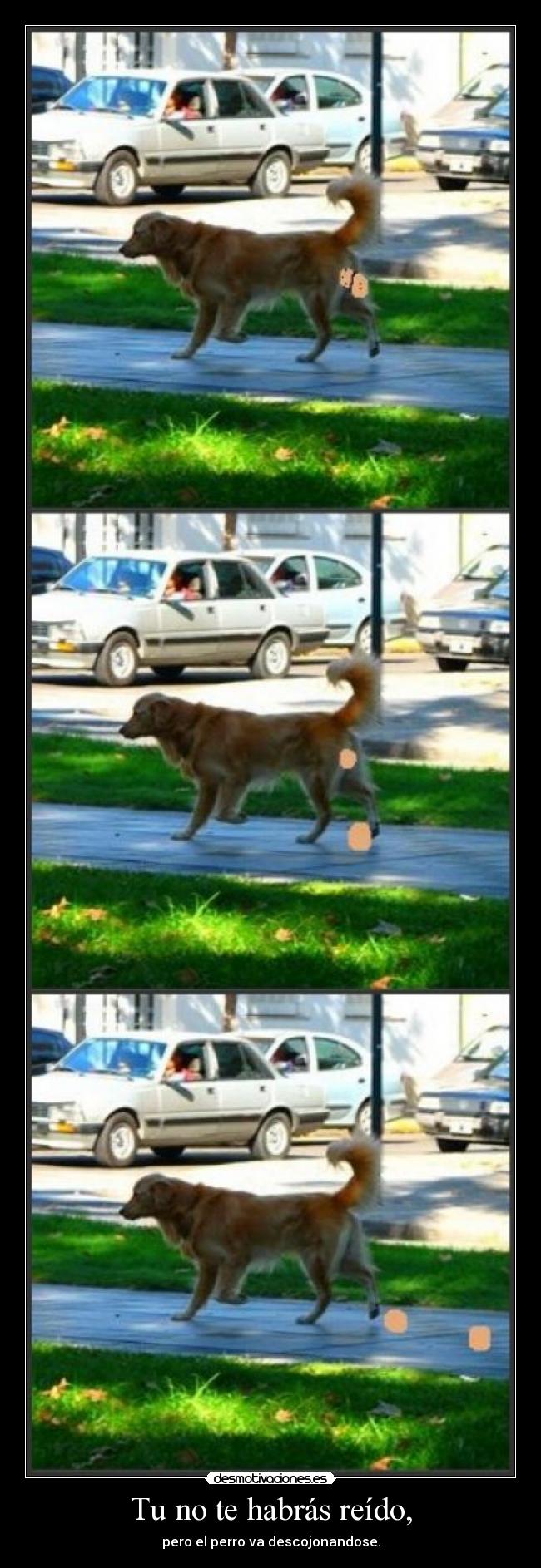 Tu no te habrás reído, - 