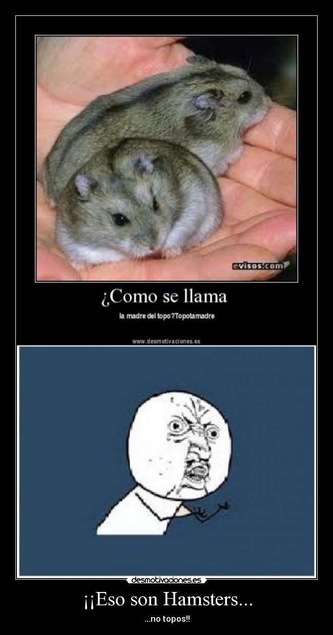 ¡¡Eso son Hamsters... - ...no topos!!