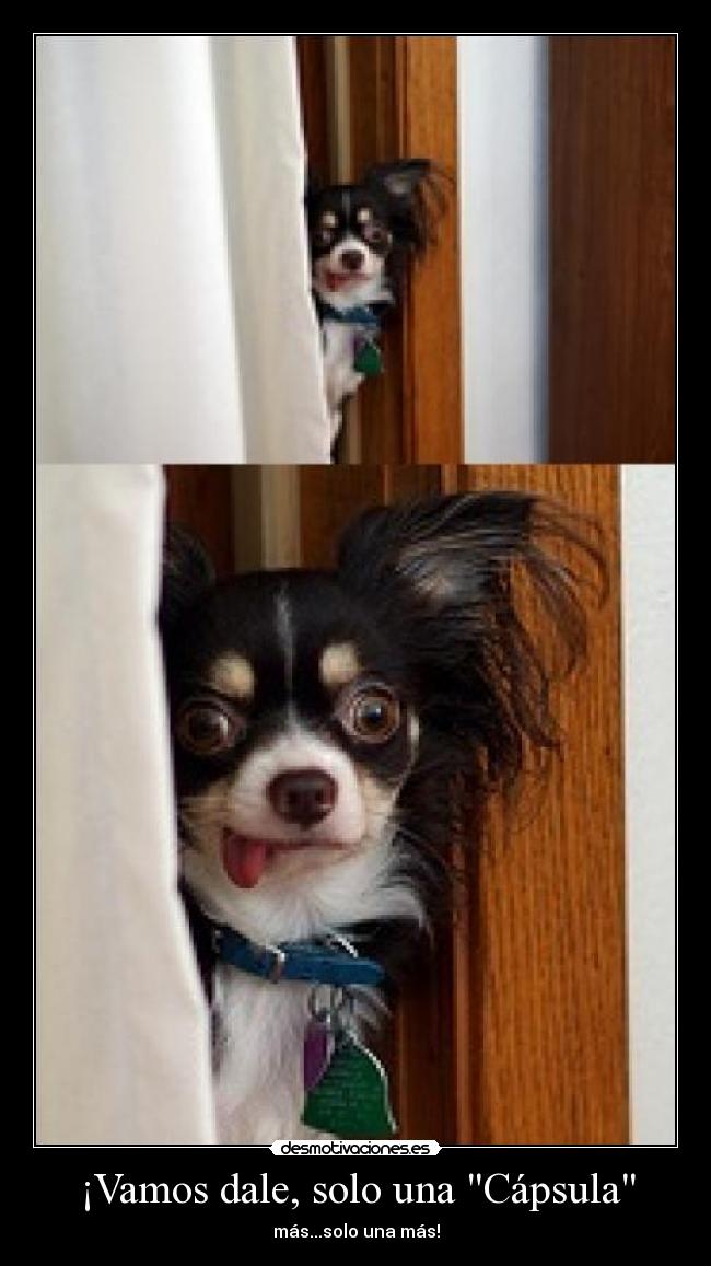 ¡Vamos dale, solo una Cápsula - más...solo una más!