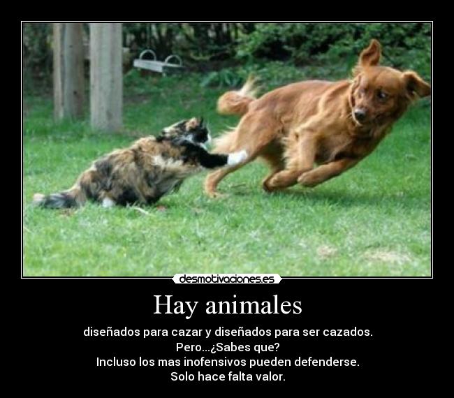 Hay animales -
