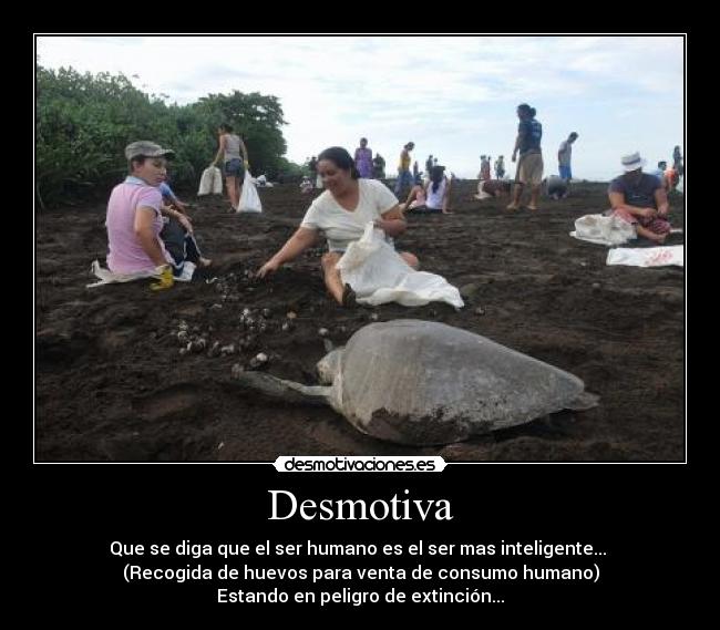 Desmotiva - Que se diga que el ser humano es el ser mas inteligente... 
(Recogida de huevos para venta de consumo humano)
Estando en peligro de extinción...