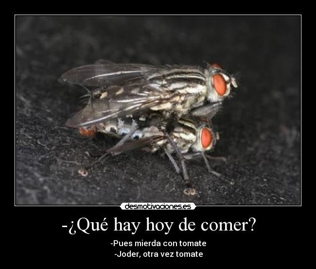 -¿Qué hay hoy de comer? - -Pues mierda con tomate
-Joder, otra vez tomate