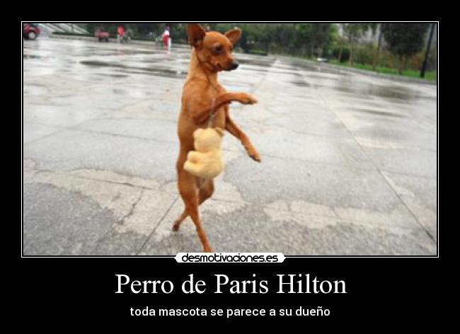 Perro de Paris Hilton - 