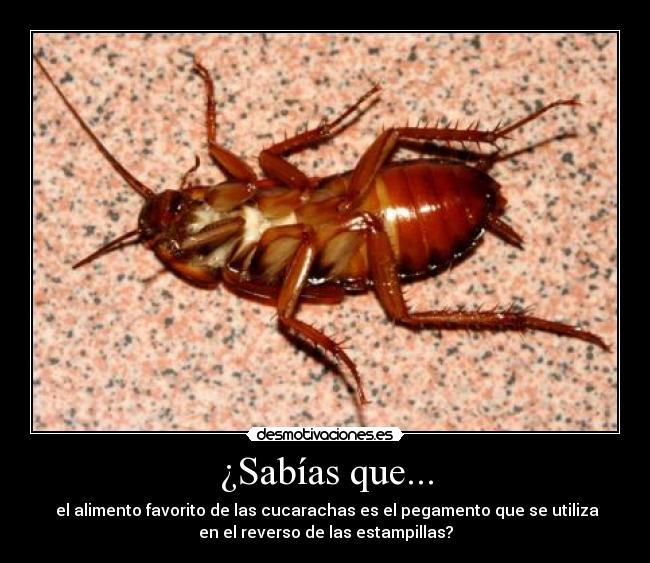 ¿Sabías que... - 