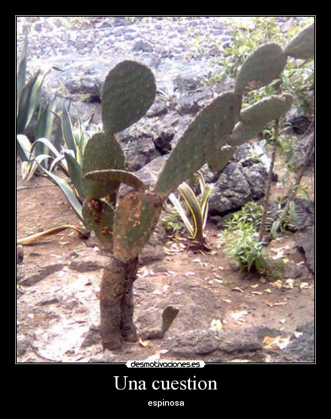 carteles espinosa desmotivaciones