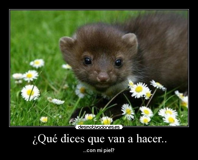 ¿Qué dices que van a hacer.. - 