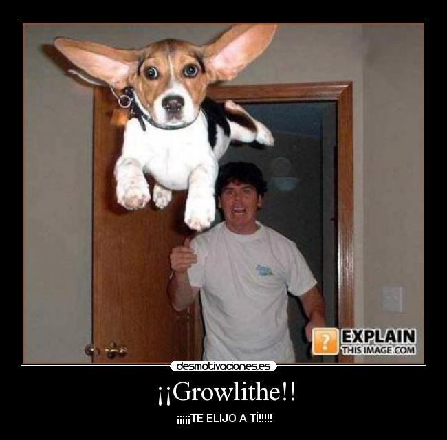 ¡¡Growlithe!! - 