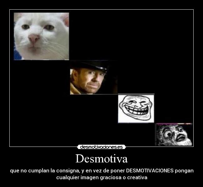 carteles chuck norris troll gato desmotivaciones