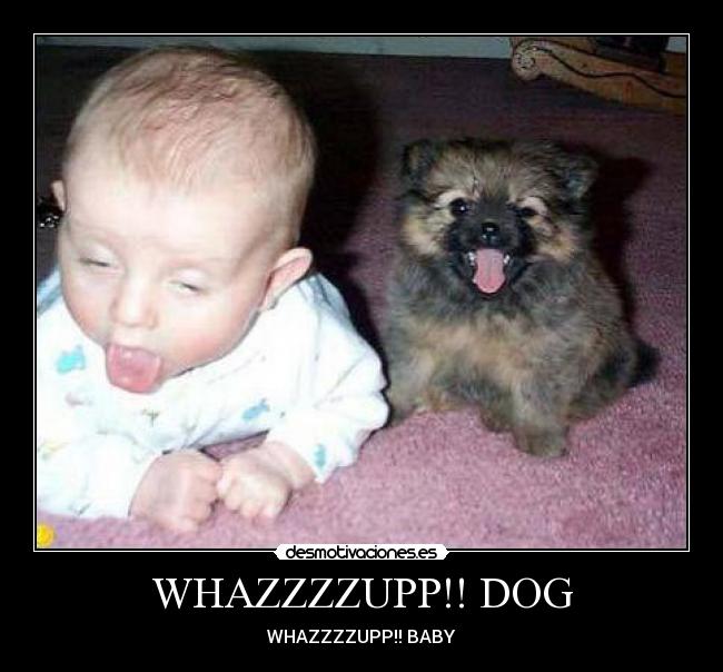 WHAZZZZUPP!! DOG - 