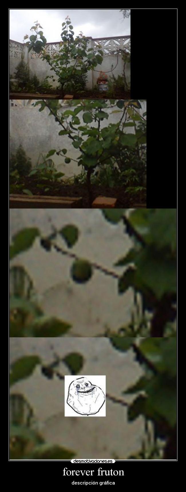 forever fruton - descripción gráfica