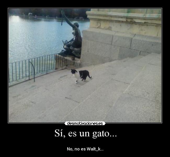 Sí, es un gato... -