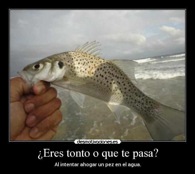 ¿Eres tonto o que te pasa? - Al intentar ahogar un pez en el agua.