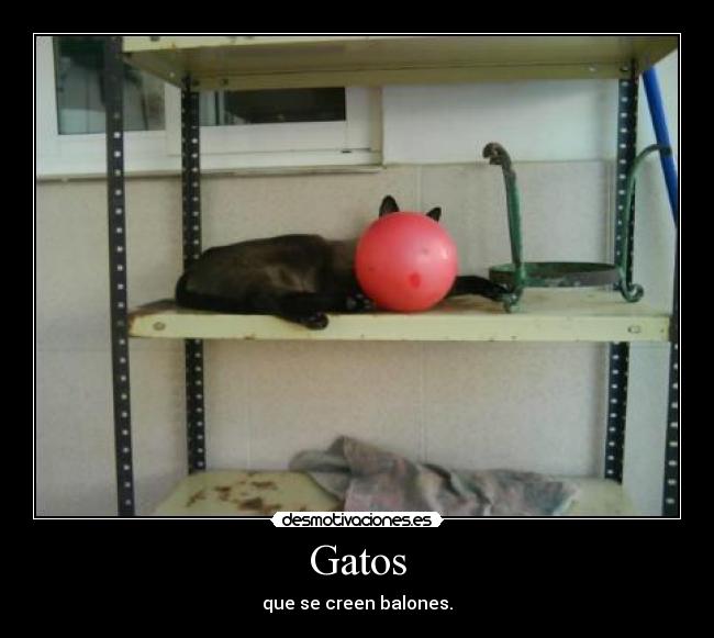 Gatos -