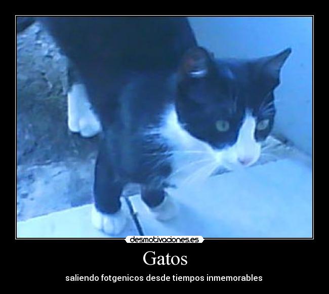 Gatos - saliendo fotgenicos desde tiempos inmemorables 
