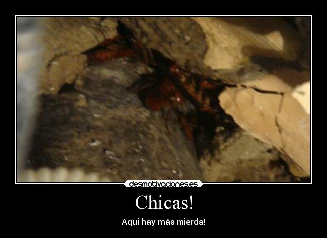 Chicas! - Aqui hay más mierda!