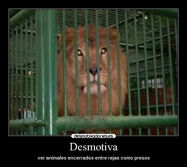 Desmotiva - ver animales encerrados entre rejas como presos