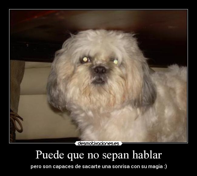 Puede que no sepan hablar -