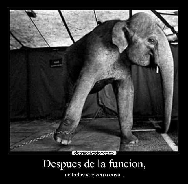 Despues de la funcion, - no todos vuelven a casa...