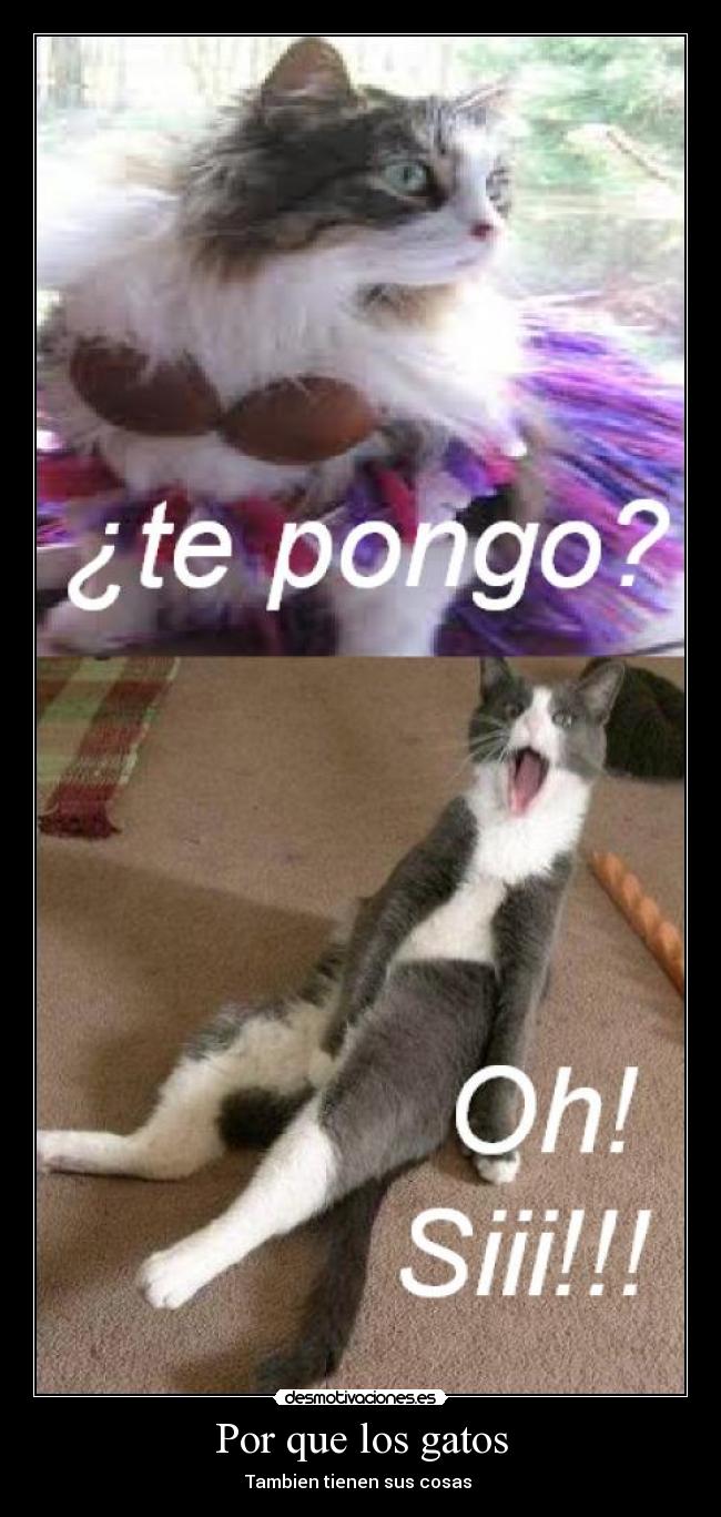 Por que los gatos - 