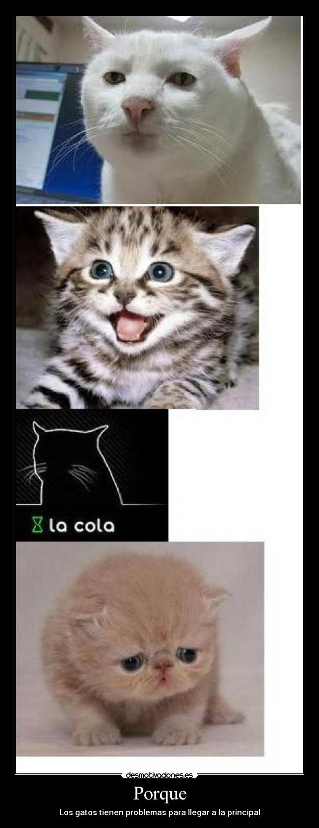 Porque - Los gatos tienen problemas para llegar a la principal