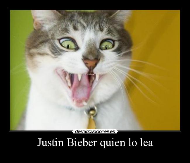 carteles justin bieber gato desmotivaciones