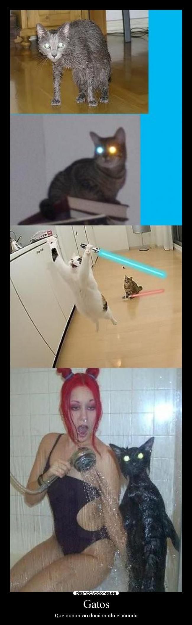 Gatos - Que acabarán dominando el mundo