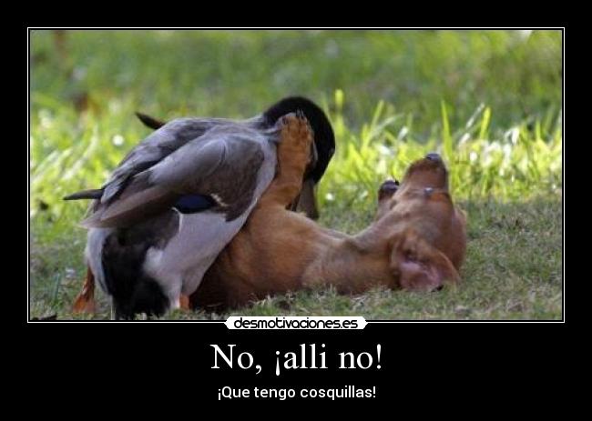 No, ¡alli no! -