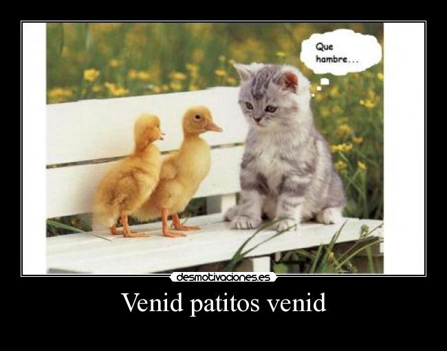 Venid patitos venid -