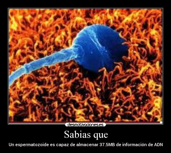 Sabias que - Un espermatozoide es capaz de almacenar 37.5MB de información de ADN