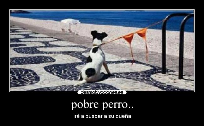 pobre perro.. -