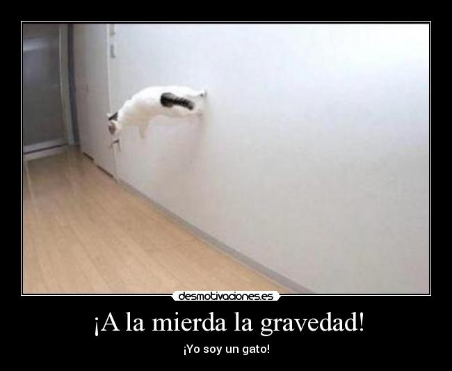 ¡A la mierda la gravedad! - ¡Yo soy un gato!