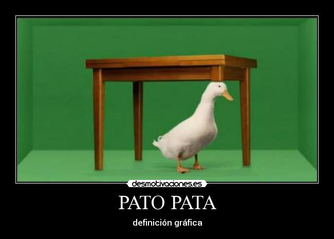 PATO PATA -