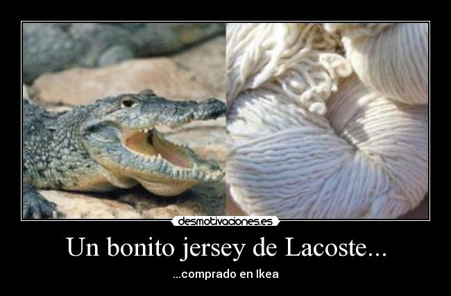 Un bonito jersey de Lacoste... -