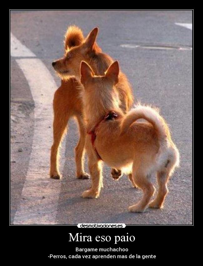 Mira eso paio - Bargame muchachoo
-Perros, cada vez aprenden mas de la gente