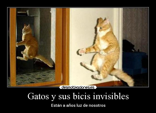 Gatos y sus bicis invisibles -