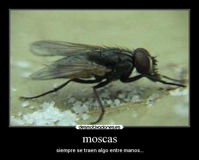 moscas - 