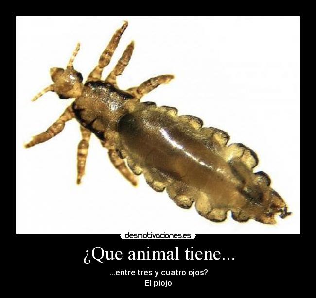 ¿Que animal tiene... -