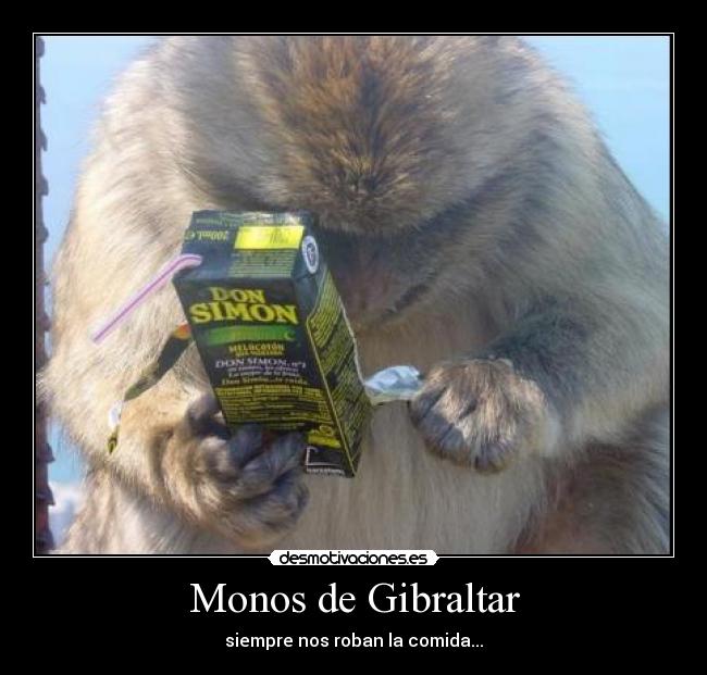 Monos de Gibraltar - siempre nos roban la comida...