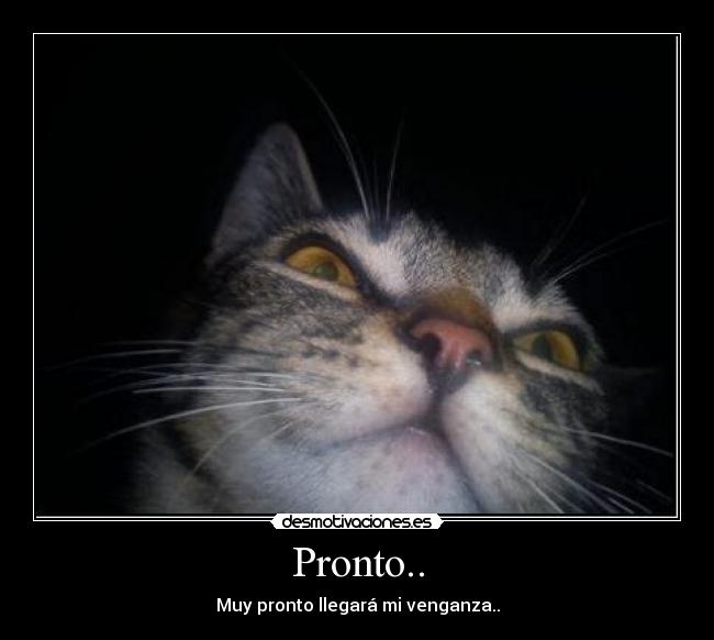 Pronto.. - 