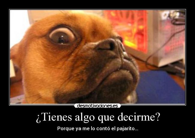 ¿Tienes algo que decirme? - Porque ya me lo contó el pajarito...