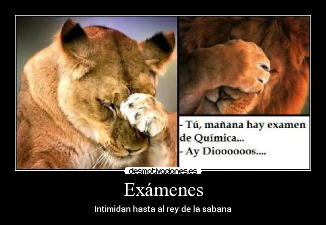 Exámenes - Intimidan hasta al rey de la sabana