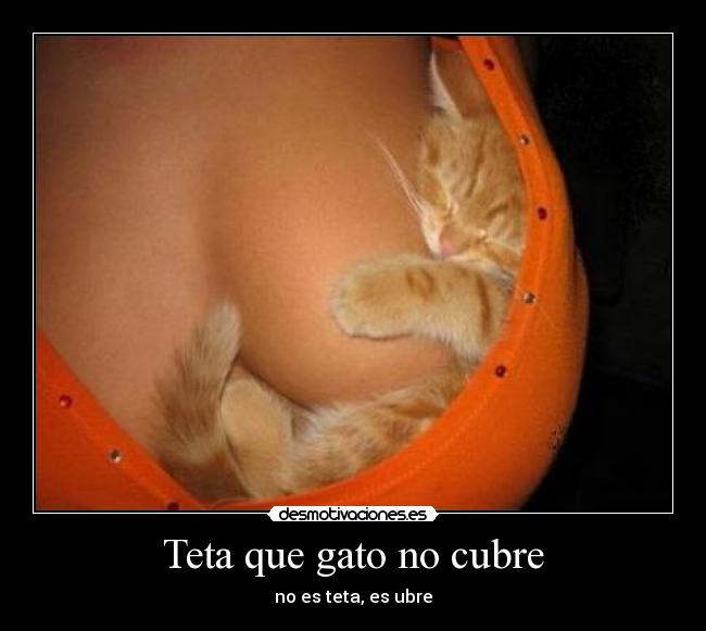 Teta que gato no cubre - no es teta, es ubre